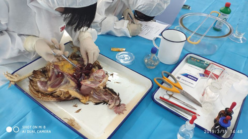 1553068896212030508.jpg 5.jpg