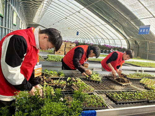 植物嫁接 (3).jpg