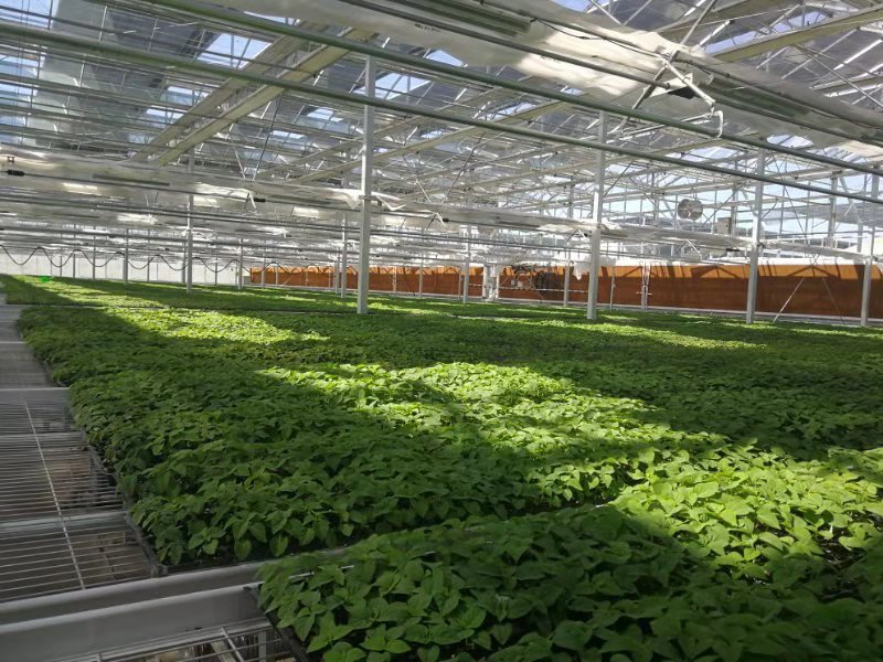 1566640356568034569.jpg 1566640356568034569.jpg